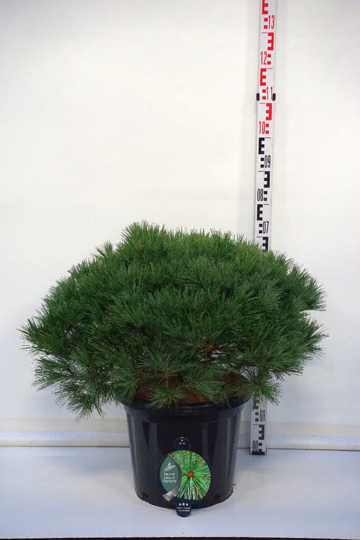 Pušis veimutinė (Lot Pinus strobus) 'Bergman's Mini' C25 60-70 CM | PUŠYS | SPYGLIUOČIAI