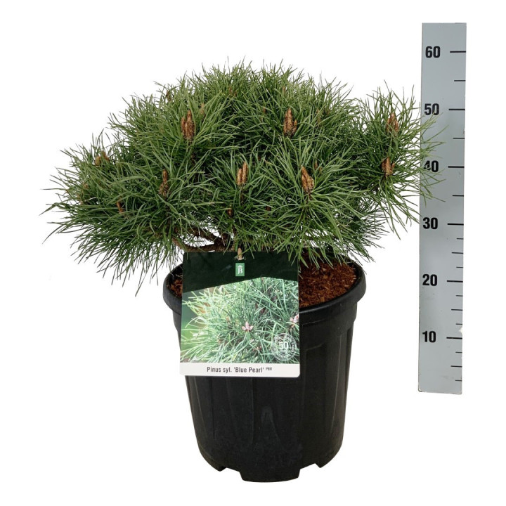 Pušis paprastoji (Lot Pinus sylv.) 'Blue Pearl' C15 40-50 CM