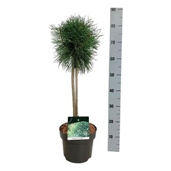 Pušis paprastoji (Lot Pinus sylv.) 'Blue Pearl' C5/P23 STIEBAS 40 CM - nuotrauka 2