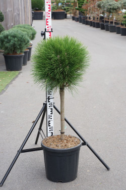 Pušis (Lot Pinus) 'Summer Breeze' C18 STIEBAS 40 CM