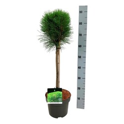 Pušis (Lot Pinus) 'Summer Breeze' C5/P23 KOTAS 40 CM | PUŠYS | SPYGLIUOČIAI