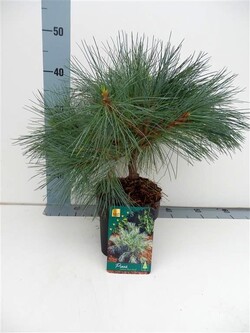 Pušis veimutinė (Lot Pinus strobus) 'Blue Shag' C2/P17