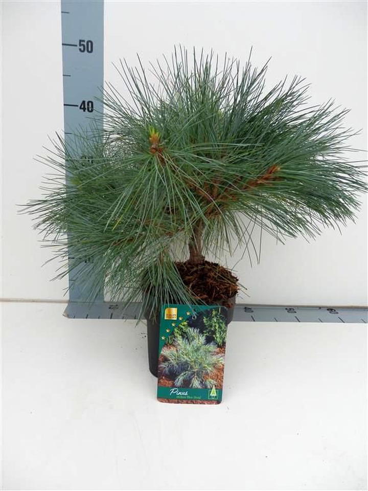 Pušis veimutinė (Lot Pinus strobus) 'Blue Shag' C2/P17