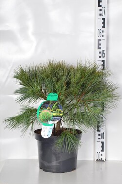 Pušis veimutinė (Lot Pinus strobus) 'Blue Shag' C5/P23 30-40 CM