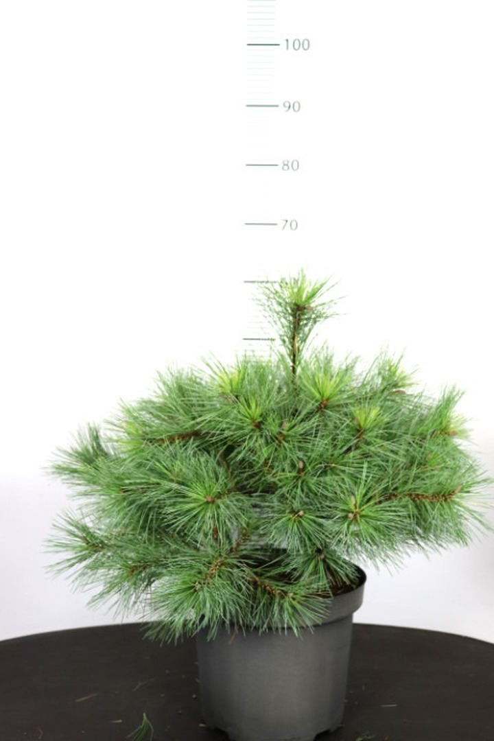 Pušis veimutinė (Lot Pinus strobus) 'Blue Shag' C7,5/P26 40-50 CM | PUŠYS | SPYGLIUOČIAI