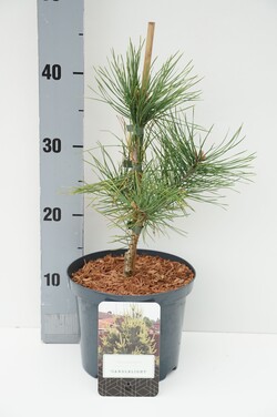 Pušis paprastoji (Lot Pinus sylv.) 'Candlelight' C2,5/P18 30-40 CM