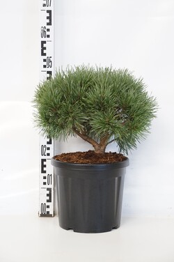 Pušis paprastoji (Lot Pinus sylv.) 'Chantry Blue' C7,5/P26 25-30 CM | PUŠYS | SPYGLIUOČIAI