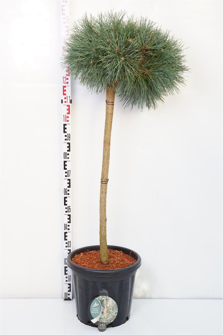 Pušis paprastoji (Lot Pinus sylv.) 'Chantry Blue' C25 STIEBAS 90 CM