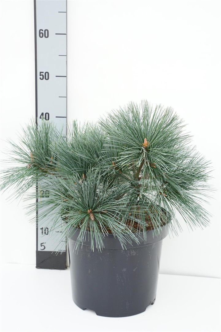 Pušis veimutinė (Lot Pinus strobus) 'Edel' C7,5/P26 25-30 CM