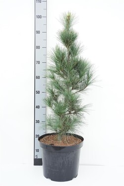 Pušis veimutinė (Lot Pinus strobus) 'Fastigiata' C10 60-80 CM