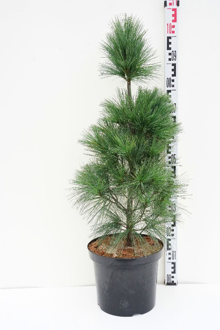 Pušis veimutinė (Lot Pinus strobus) 'Fastigiata' C10 80-100 CM