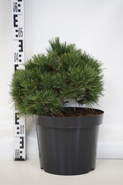 Pušis veimutinė (Lot Pinus strob.) 'Greg' C10 30-35 CM