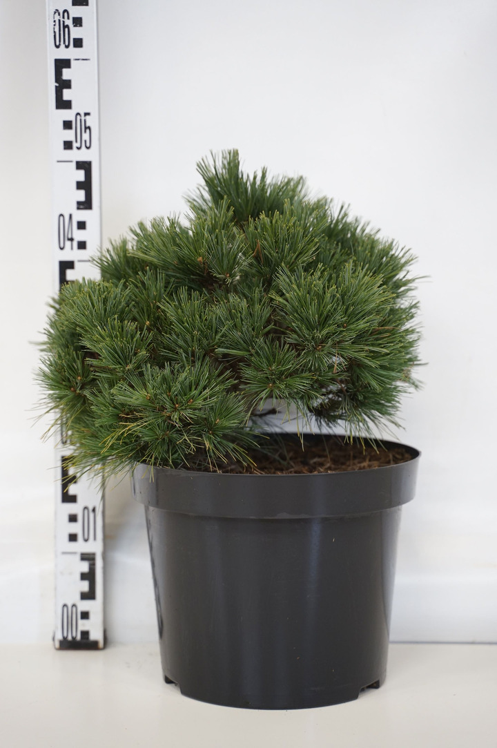 Pušis veimutinė (Lot Pinus strob.) 'Greg' C10 30-35 CM