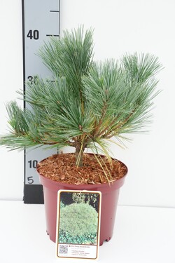 Pušis veimutinė (Lot Pinus strobus) 'Macopin' C3/P19 20-25 CM | PUŠYS | SPYGLIUOČIAI