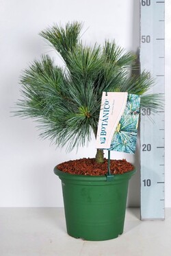 Pušis veimutinė (Lot Pinus strobus) 'Macopin' C4/P21 25-30 CM - nuotrauka 2