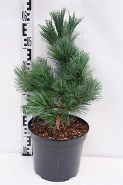 Pušis veimutinė (Lot Pinus strobus) 'Macopin' C7,5/P26 30-40 CM | PUŠYS | SPYGLIUOČIAI