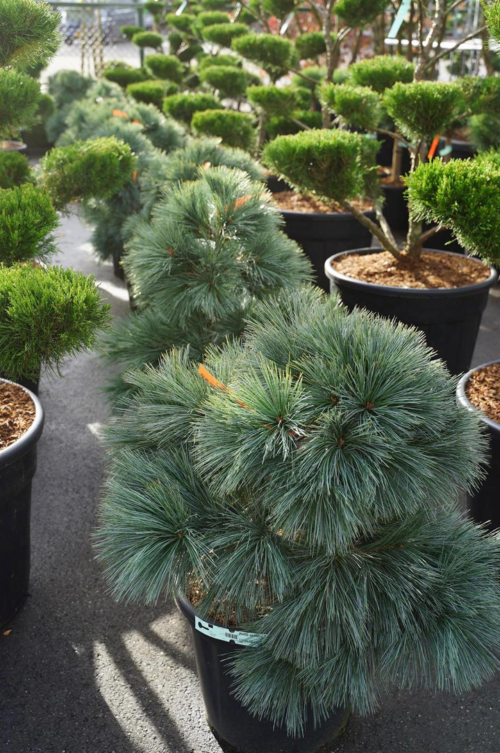Pušis veimutinė (Lot Pinus strobus) 'Macopin' C30 80-100 CM
