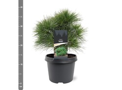 Pušis veimutinė (Lot Pinus strobus) 'Minima' C3/P19 25-30 CM | PUŠYS | SPYGLIUOČIAI