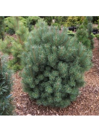 Pušis Paprastoji (Lot Pinus Sylvestris) 'COMPRESSA' C7.