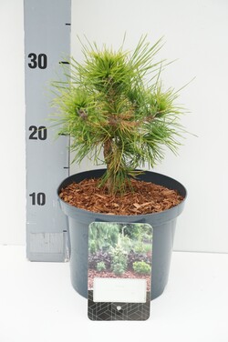 Pušis paprastoji (Lot Pinus sylv.) 'Moseri' C2,5/P18 15-20 CM