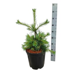 Pušis veimutinė (Lot Pinus strobus) 'Niagara Falls' C15 50-60 CM | PUŠYS | SPYGLIUOČIAI