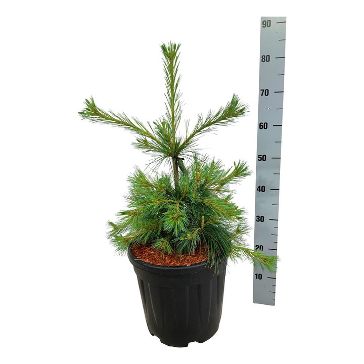 Pušis veimutinė (Lot Pinus strobus) 'Niagara Falls' C15 50-60 CM | PUŠYS | SPYGLIUOČIAI
