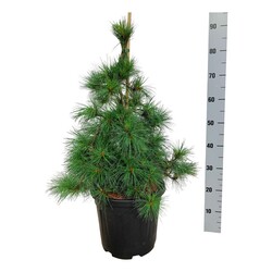 Pušis veimutinė (Lot Pinus strobus) 'Niagara Falls' C15 60-80 CM | PUŠYS | SPYGLIUOČIAI