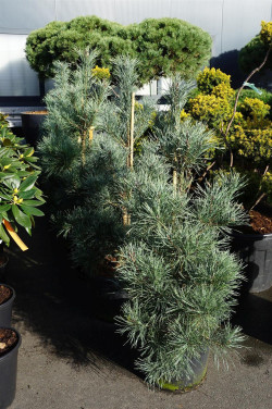 Pušis paprastoji (Lot Pinus sylv.) 'Norske Typ' C30 125-150 CM