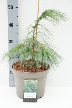 Pušis veimutinė (Lot Pinus strobus) 'Pendula' C5/P23 30-40 CM