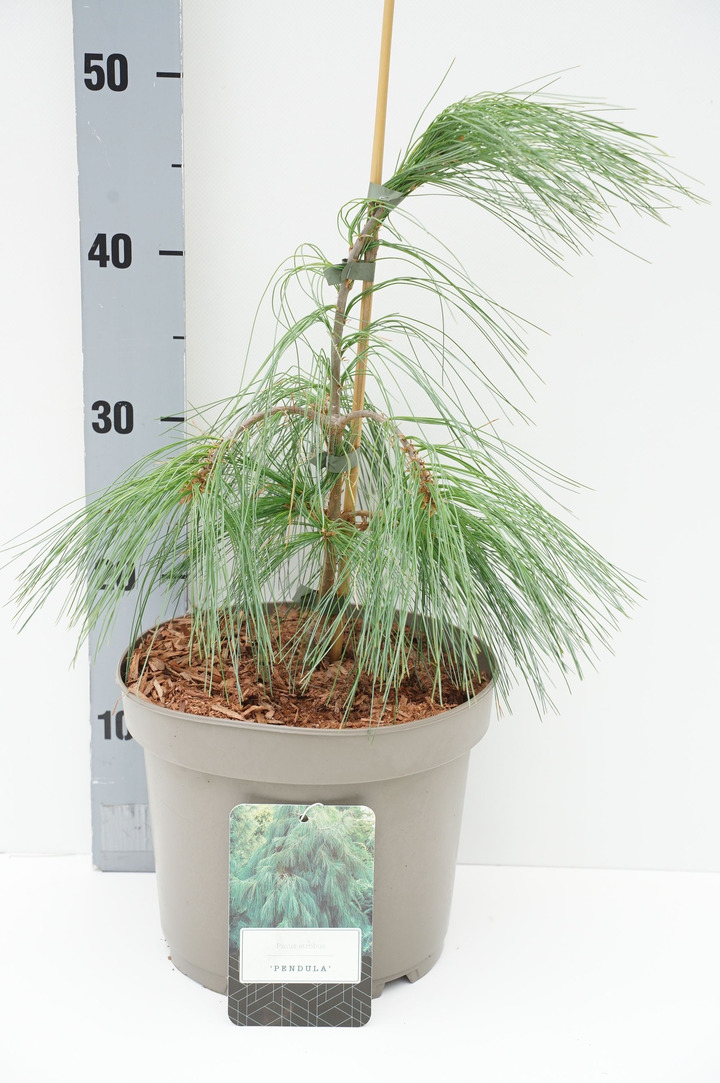 Pušis veimutinė (Lot Pinus strobus) 'Pendula' C5/P23 30-40 CM