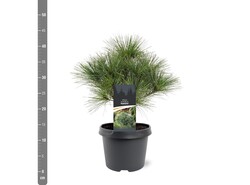 Pušis veimutinė (Lot Pinus strobus) 'Radiata' C3/P19 25-30 CM | PUŠYS | SPYGLIUOČIAI