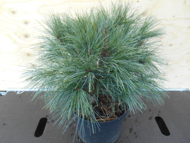 Pušis veimutinė (Lot Pinus strobus) 'Radiata' C7,5/P26 40-50 CM | PUŠYS | SPYGLIUOČIAI