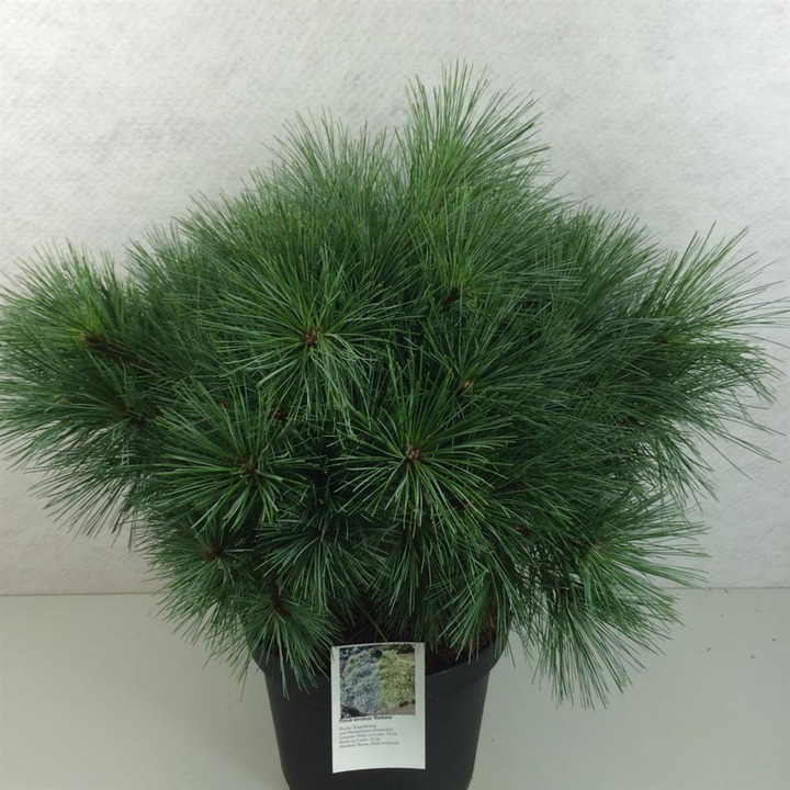 Pušis veimutinė (Lot Pinus strobus) 'Radiata' C10 40-50 CM | PUŠYS | SPYGLIUOČIAI