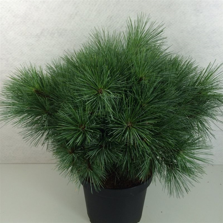 Pušis veimutinė (Lot Pinus strobus) 'Radiata' C10 40-50 CM | PUŠYS | SPYGLIUOČIAI