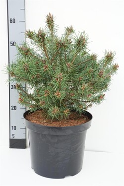 Pušis paprastoji (Lot Pinus sylv.) 'Sandringham' C10 40-50 CM