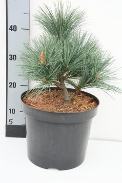 Pušis veimutinė (Lot Pinus strobus) 'Secrest' C7,5/P26 25-30 CM