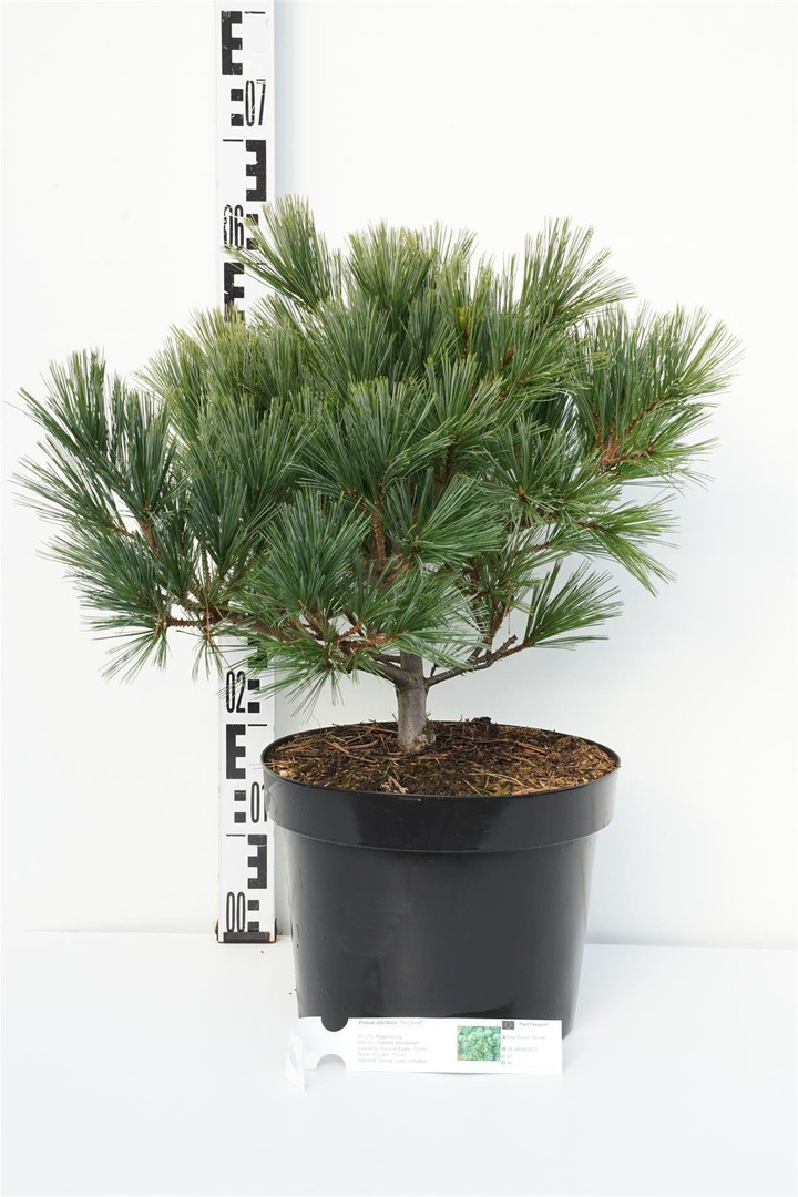 Pušis veimutinė (Lot Pinus strobus) 'Secrest' C10 40-50 CM | PUŠYS | SPYGLIUOČIAI