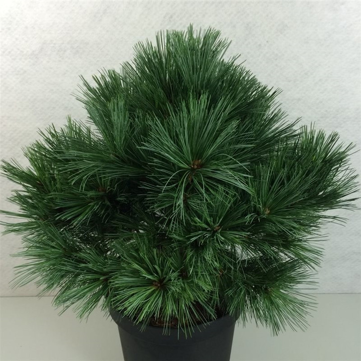 Pušis veimutinė (Lot Pinus strobus) 'Secrest' C10 40-50 CM | PUŠYS | SPYGLIUOČIAI