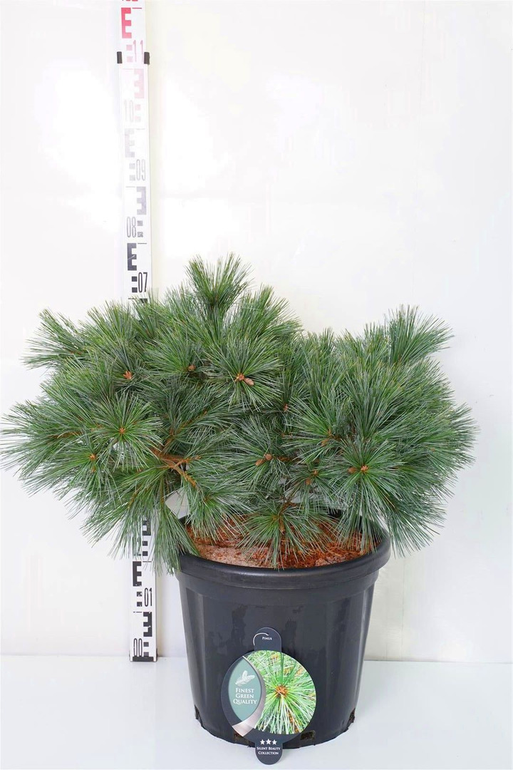 Pušis veimutinė (Lot Pinus strobus) 'Secrest' C25 50-60 CM | PUŠYS | SPYGLIUOČIAI