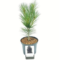 Pušis veimutinė (Lot Pinus strobus) 'Stowe Pillar' C2,5/P18 30-40 CM