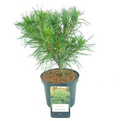 Pušis veimutinė (Lot Pinus strobus) 'Tiny Curls' C2,5/P18 25-30 CM