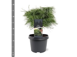 Pušis veimutinė (Lot Pinus strobus) 'Tiny Curls' C3/P19 25-30 CM | PUŠYS | SPYGLIUOČIAI