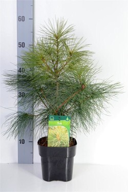 Pušis veimutinė (Lot Pinus strobus)  C2/P17 30-35 CM