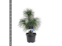 Pušis veimutinė (Lot Pinus strobus) C3/P19 30-40 CM | PUŠYS | SPYGLIUOČIAI