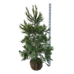 Pušis veimutinė (Lot Pinus strobus)  150-175 CM RB EXTRA