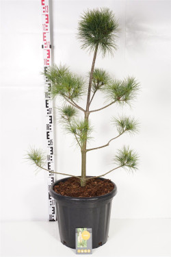 Pušis veimutinė (Lot Pinus strobus)  80-100 C25