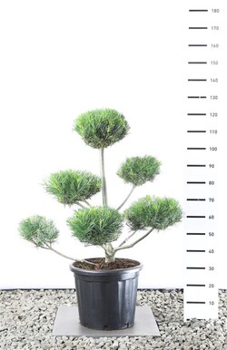 Pušis veimutinė (Lot Pinus strobus)  80-100 CM EXTRA C20