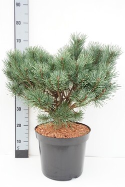 Pušis paprastoji (Lot Pinus syl.) 'Umbrella' C12 50-60 CM