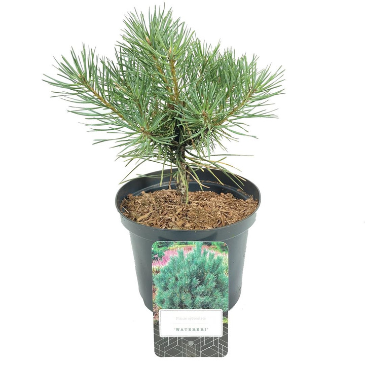 Pušis paprastoji (Lot Pinus sylv.) 'Watereri' C2,5/P18 15-20 CM