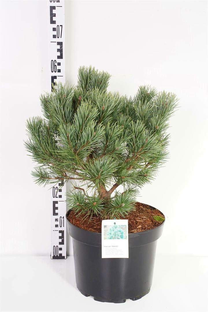 Pušis paprastoji (Lot Pinus sylv.) 'Watereri' C10 40-50 CM | PUŠYS | SPYGLIUOČIAI